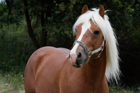 Hahling
