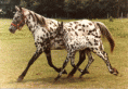 Appaloosa